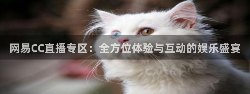 袋鼠足球免费直播：网易CC直播专区：全方位体验与互动的娱乐盛宴