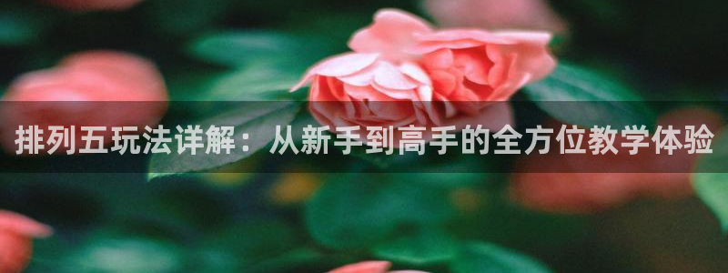 袋鼠直播体育：排列五玩法详解：从新手到高手的全方位教学体验